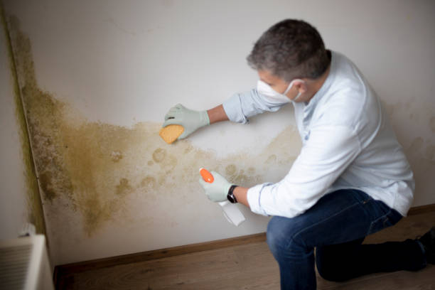 Leo Cedarville, IN Mold Removal Company